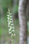 Greenvein ladies tresses